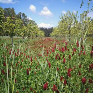 Let’s Be Like Cover Crops: Building Community Image